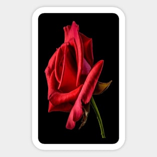 red rose Sticker